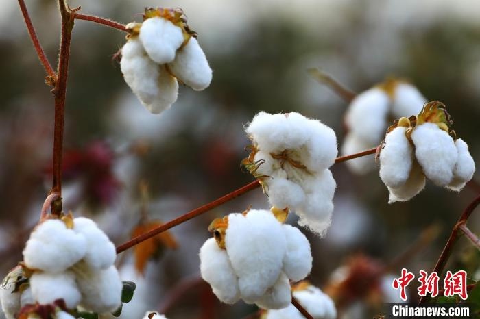 朵朵棉花吐絮盛開?！⑵G敏 攝