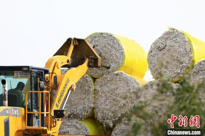 叉車將采棉機吐出的“金蛋蛋”裝車?！「唠p強 攝