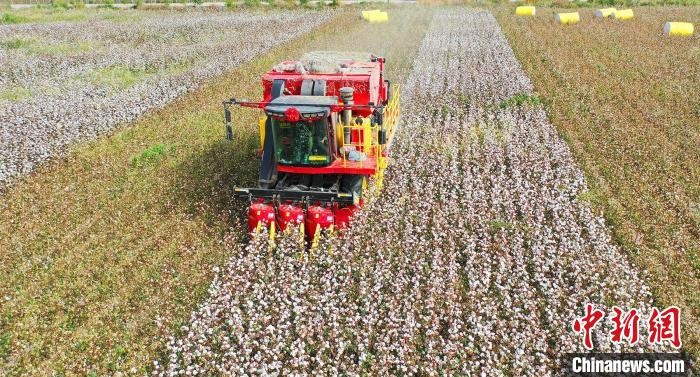 采棉機正在采收棉花，猶如在五線譜上跳動的音符，正在演奏豐收的樂章?！∷谓?攝