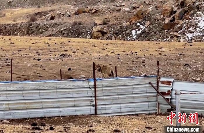 圖為闖入村民家中的野狼?！∨d?？h公安局溫泉派出所供圖