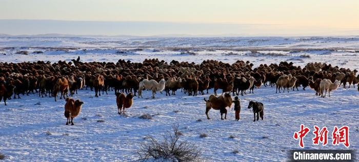 進(jìn)入冬季，駱駝在戈壁灘上散養(yǎng)?！」o琨 攝