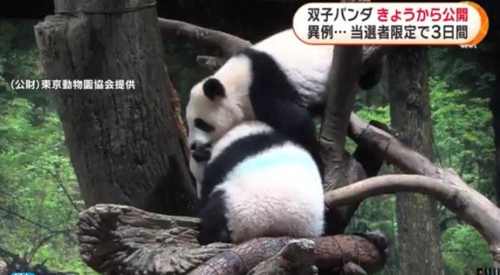 12日，日本東京上野動物園的旅日雙胞胎熊貓開始同游客見面。(圖片來源：日本富士電視臺視頻截圖)