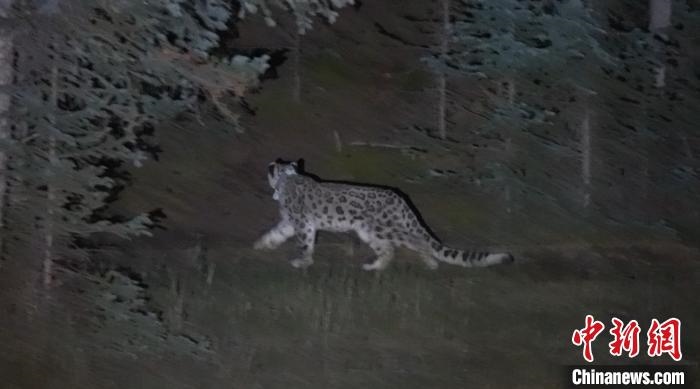 圖為被放歸自然的雪豹(資料圖)?！?nèi)蒙古林草局供圖。