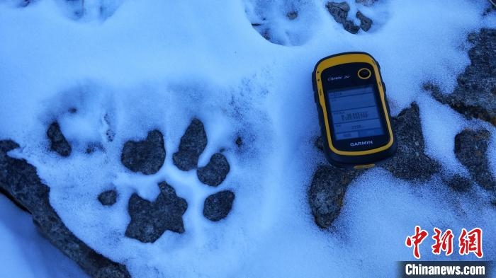 圖為疑似放歸雪豹的足跡(資料圖)?！?nèi)蒙古賀蘭山國(guó)家級(jí)自然保護(hù)區(qū)供圖
