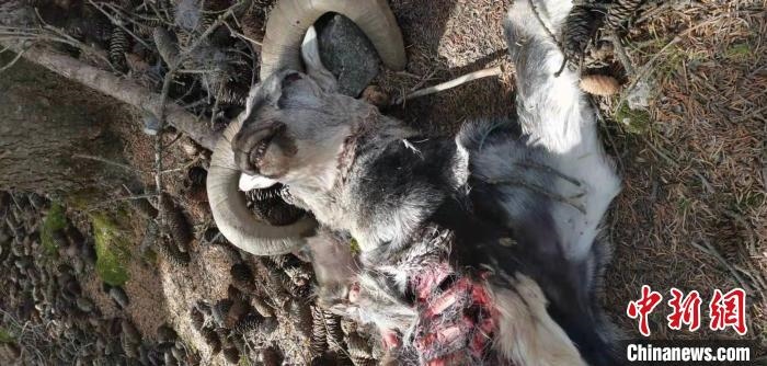 圖為疑似雪豹捕食巖羊的殘骸(資料圖)。　內(nèi)蒙古賀蘭山國(guó)家級(jí)自然保護(hù)區(qū)供圖