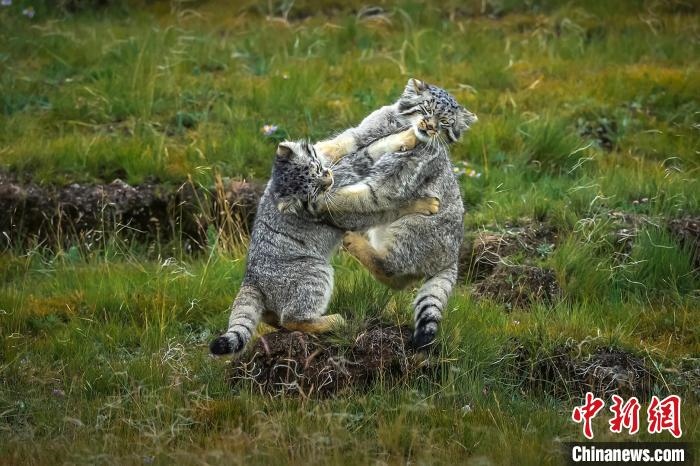 圖為作品《難分伯仲》?！〗股?攝