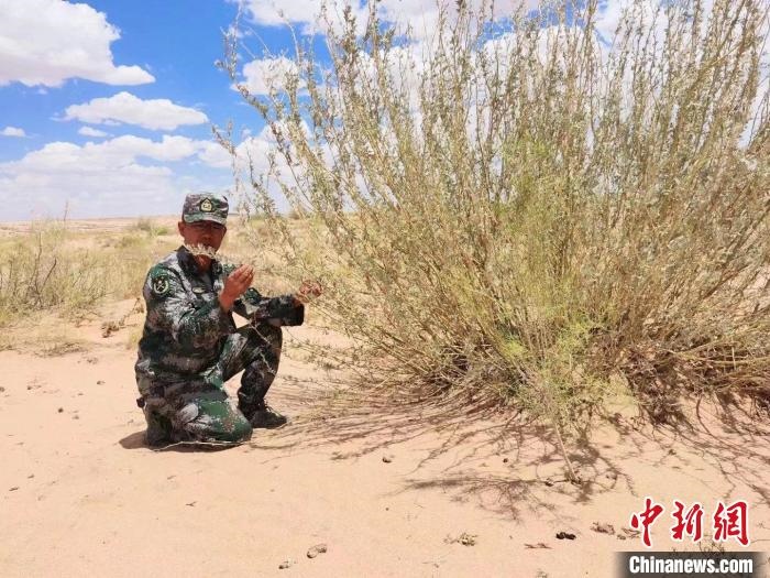 圖為謝寶民查看梭梭長(zhǎng)勢(shì)。　受訪者供圖