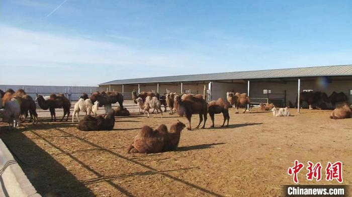 圖為額濟納旗駝奶產(chǎn)業(yè)基地。　王長梅 攝