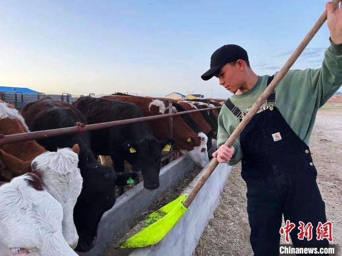 圖為敖木希勒在喂牛?！“侥鞠＠展﹫D