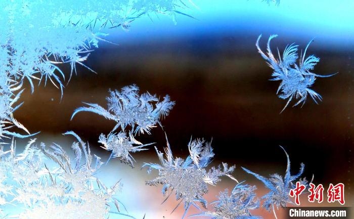 玉樹瓊枝盈滿窗?！O書程 攝