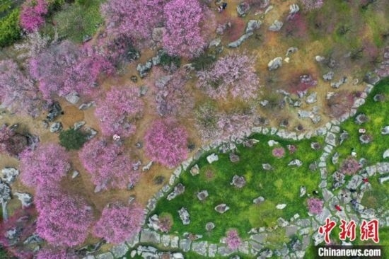 2月23日，航拍乾藝梅園景區(qū)綻放的梅花。瞿宏倫 攝