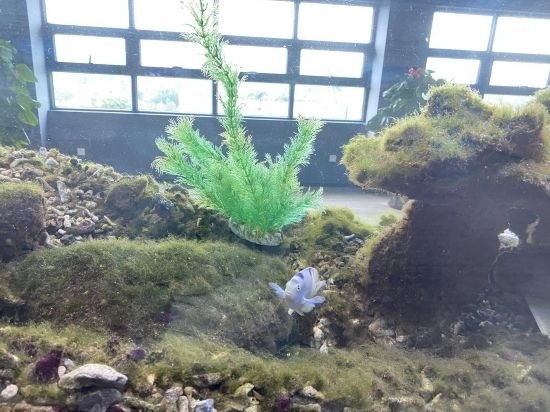 圖為寶鋼湛江鋼鐵水控中心，觀賞海魚在鋼渣漁礁里游動