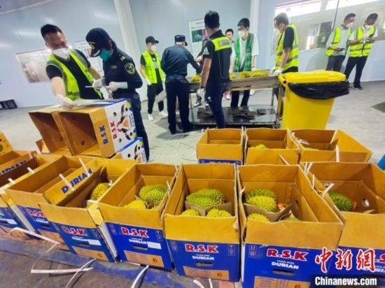 圖為海關(guān)關(guān)員對進口榴蓮進行查驗。黃艷梅 攝