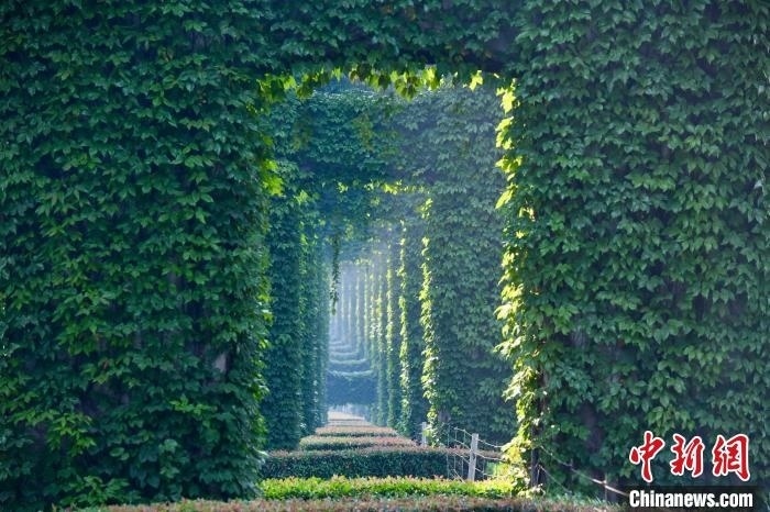 成都二環(huán)高架橋墩被植被爬滿，形成“綠野仙蹤”景觀?！埨?攝