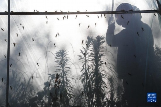 6月21日，山東省樂陵市西段鄉(xiāng)岔河村東亞飛蝗養(yǎng)殖基地的養(yǎng)殖戶在大棚內忙碌。新華社記者 范長國 攝