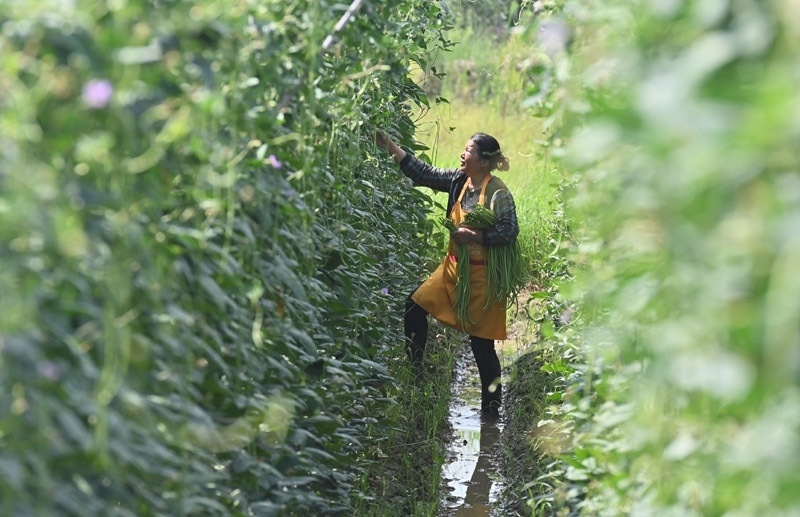 2023年6月15日，在廣西柳州市鹿寨縣中渡鎮(zhèn)石墨村，村民在高標準農田里采收豆角。