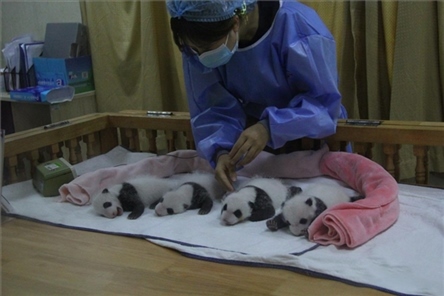 成都大熊貓繁育研究基地成立于1987年，先后攻克了大熊貓人工飼養(yǎng)與管理、繁殖與育幼、疾病防控與種群遺傳管理等關鍵技術難題，建成全球最大的大熊貓人工繁育遷地保護種群，數(shù)量達230余只。（圖片來源：成都大熊貓繁育研究基地網站）