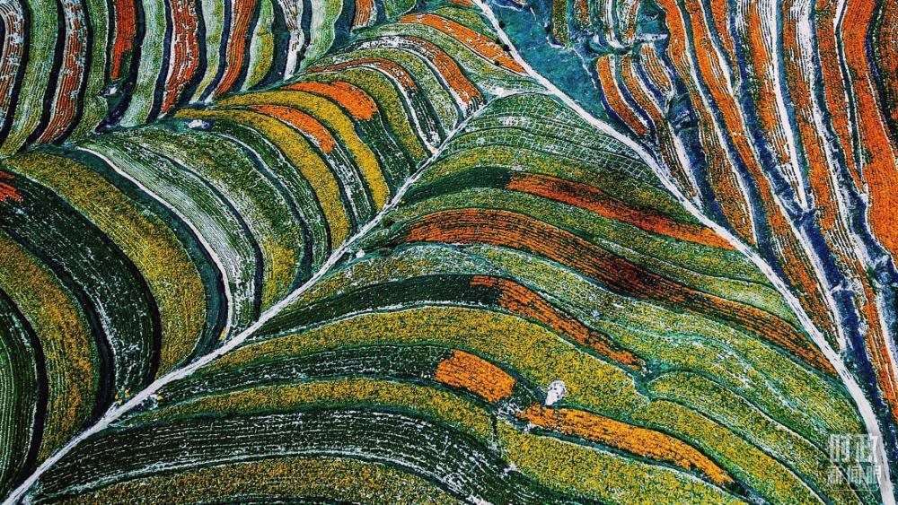 寧夏彭陽縣。萬壽菊與格?；ㄊ㈤_在錯落的山間梯田上。（總臺國廣記者李晉拍攝）