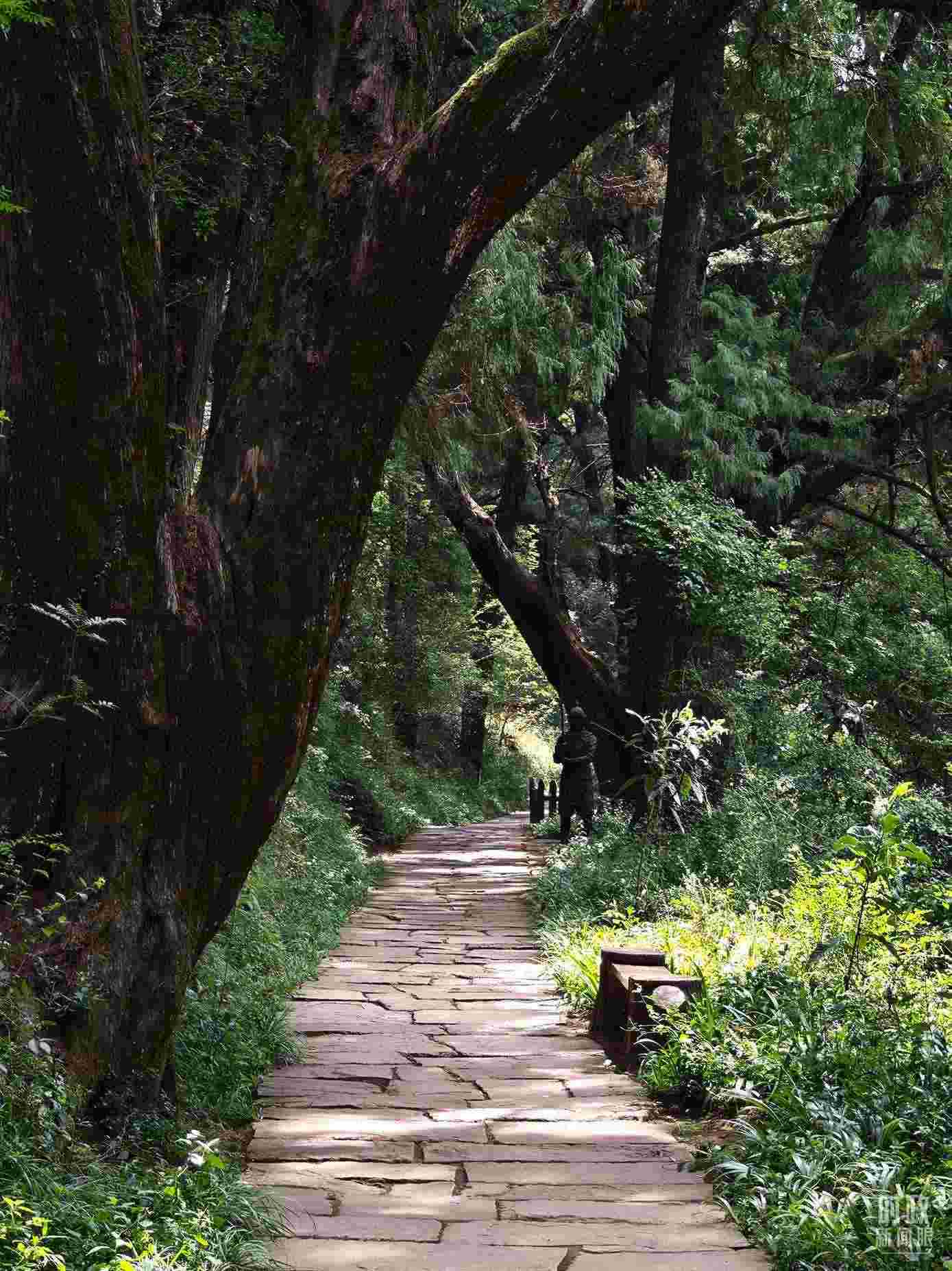 △古蜀道與古柏。（總臺央視記者彭漢明拍攝）