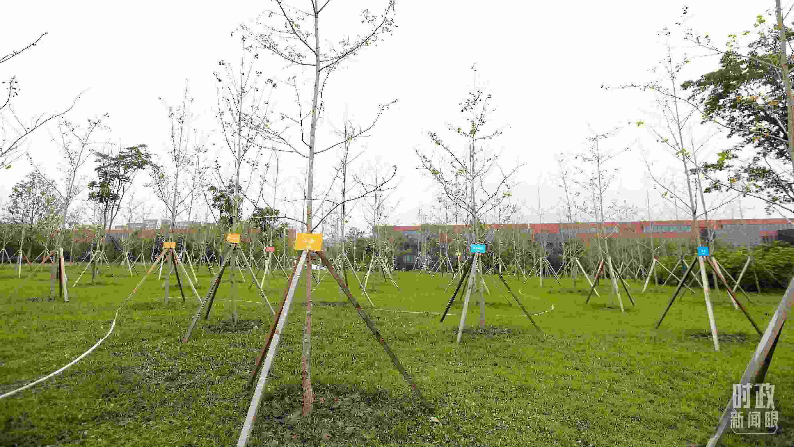 成都大運村內(nèi)專門種植了友誼林，各國代表團都可認領(lǐng)。