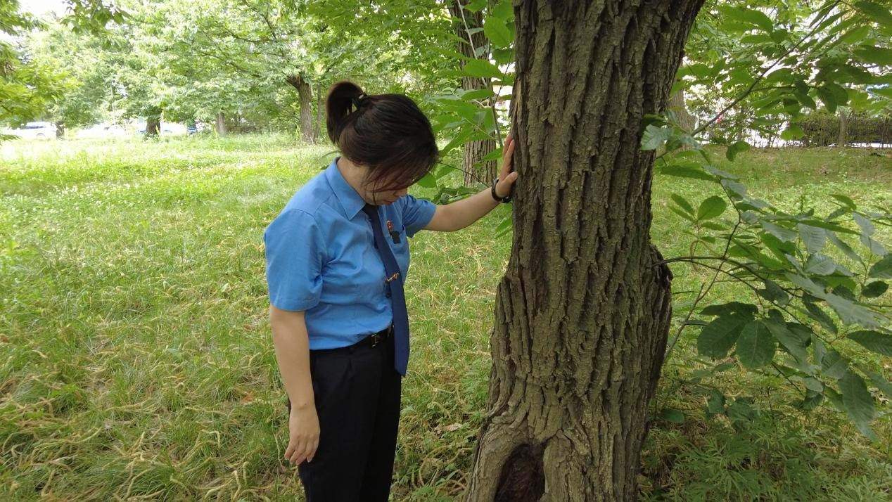 惠琳琳仔細(xì)查看古樹生長近況。人民網(wǎng) 黨童攝