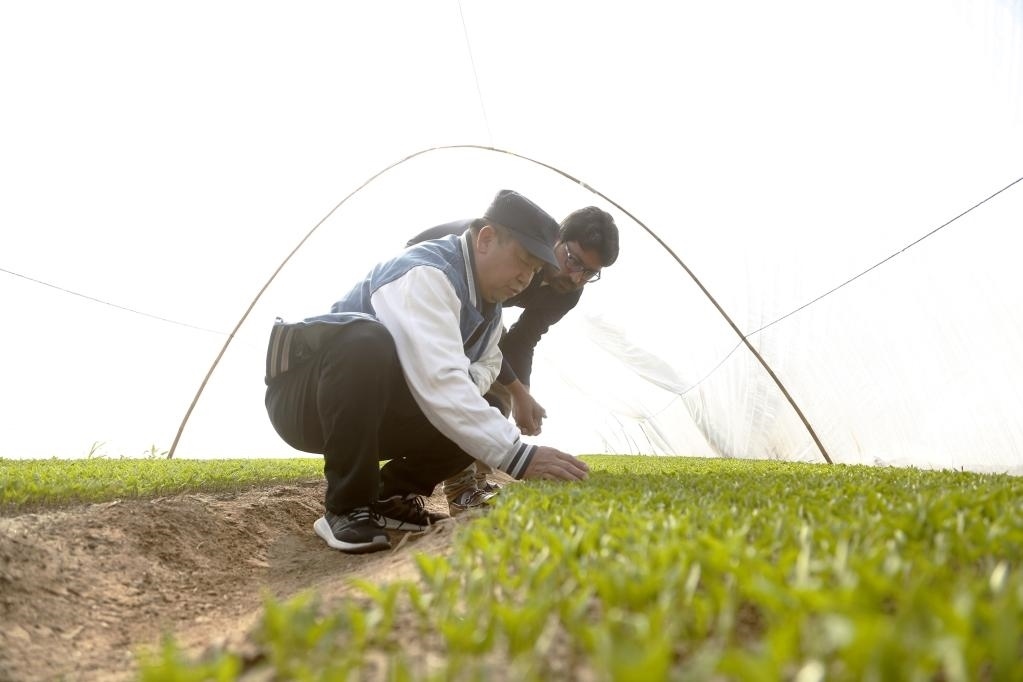 巴基斯坦旁遮普省木爾坦的中巴辣椒訂單種植項(xiàng)目辣椒育苗大棚內(nèi)，中國(guó)農(nóng)業(yè)專(zhuān)家?guī)ьI(lǐng)巴基斯坦技術(shù)員查看辣椒秧苗生長(zhǎng)情況。