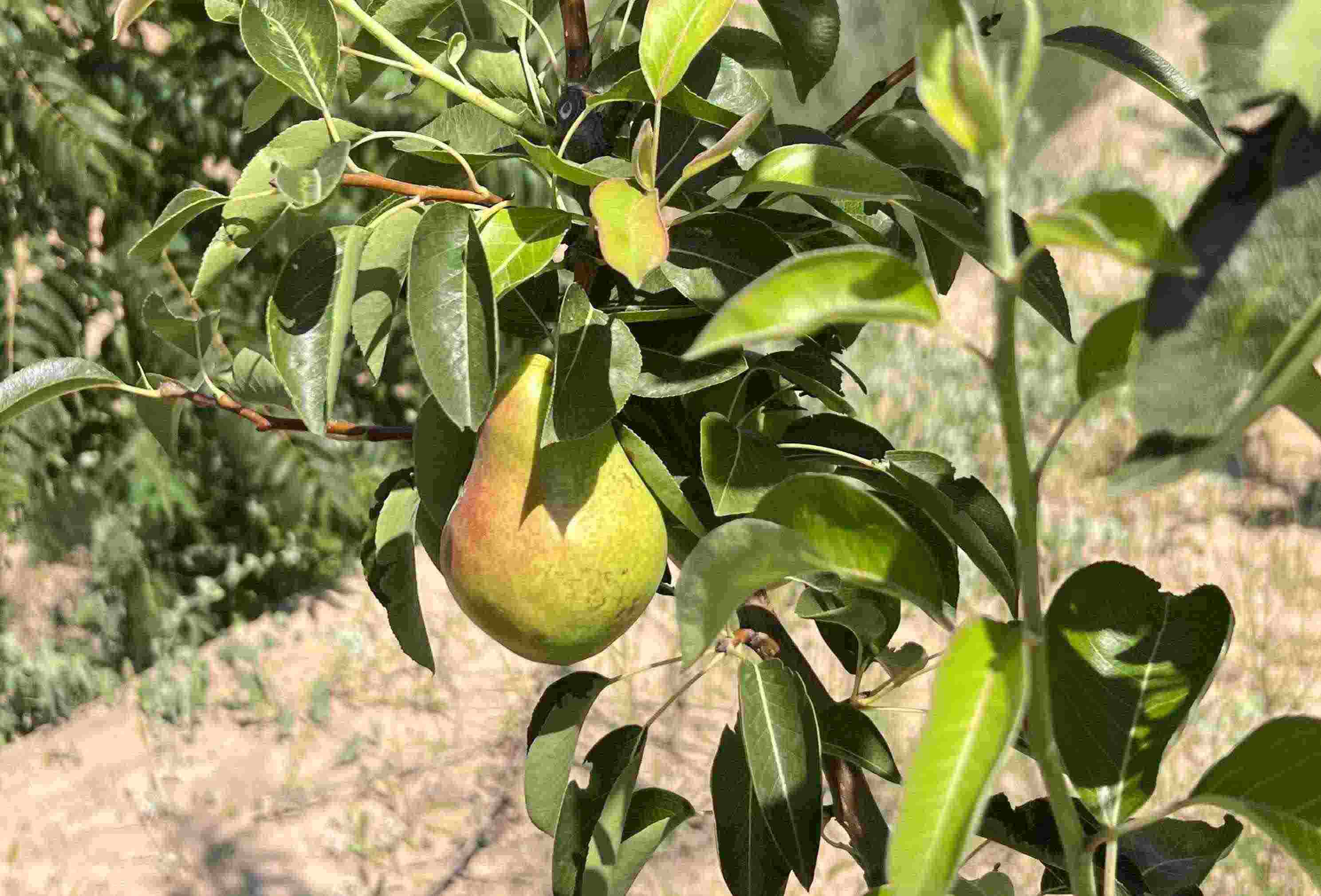 青梨基地果樹上的幼果。人民網(wǎng)記者 王連香攝