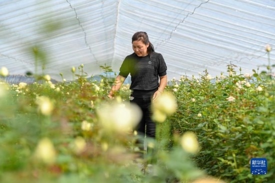 8月17日，吉林省德惠市朱城子鎮(zhèn)沿河村程雪家庭農(nóng)場的負(fù)責(zé)人楊雪在查看玫瑰花長勢。新華社記者 張楠 攝