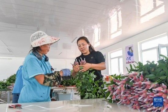 8月17日，吉林省德惠市朱城子鎮(zhèn)沿河村程雪家庭農(nóng)場的負(fù)責(zé)人楊雪（右）指導(dǎo)農(nóng)民修剪玫瑰花。新華社記者 張楠 攝