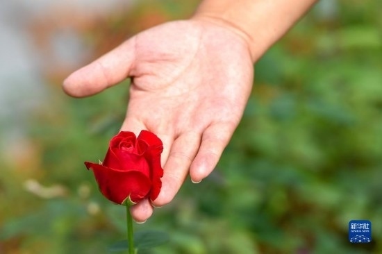 8月17日，吉林省德惠市朱城子鎮(zhèn)沿河村程雪家庭農(nóng)場的負(fù)責(zé)人楊雪在查看玫瑰花長勢。新華社記者 張楠 攝