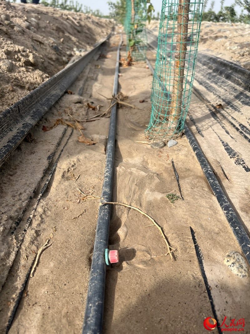 水肥一體化滴灌技術(shù)，可極大節(jié)約用水量。人民網(wǎng)記者 常雪梅攝