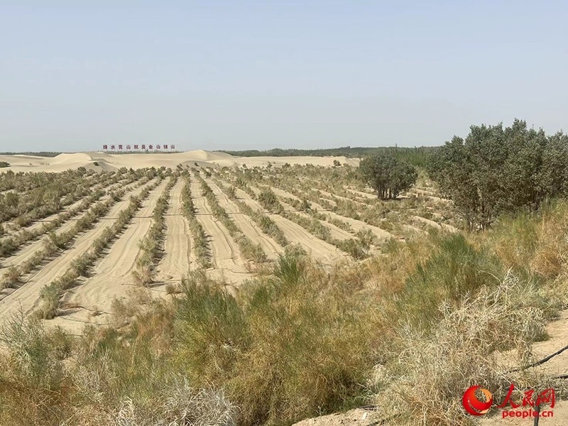 麥蓋提縣百萬(wàn)畝防風(fēng)固沙生態(tài)林建設(shè)工程。人民網(wǎng)記者 常雪梅攝