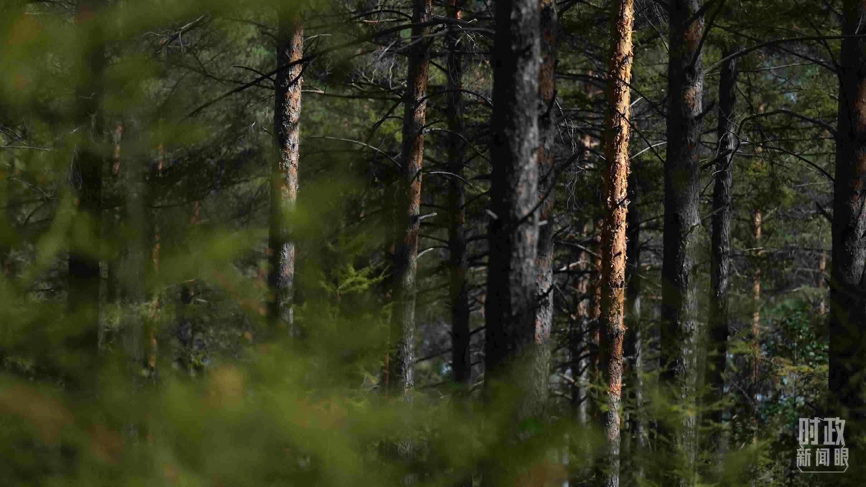 △漠河林場(chǎng)有天然林3.54萬(wàn)公頃、蓄積量325.3萬(wàn)立方米。（總臺(tái)國(guó)廣記者李晉拍攝）