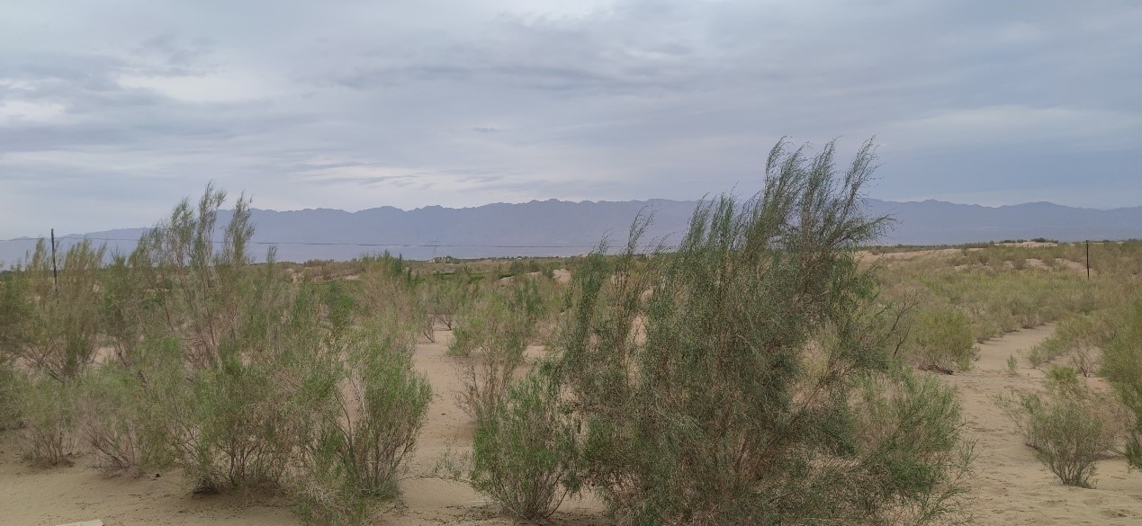 曾經(jīng)的荒漠現(xiàn)已被大面積梭梭林覆蓋。張璐璐 攝