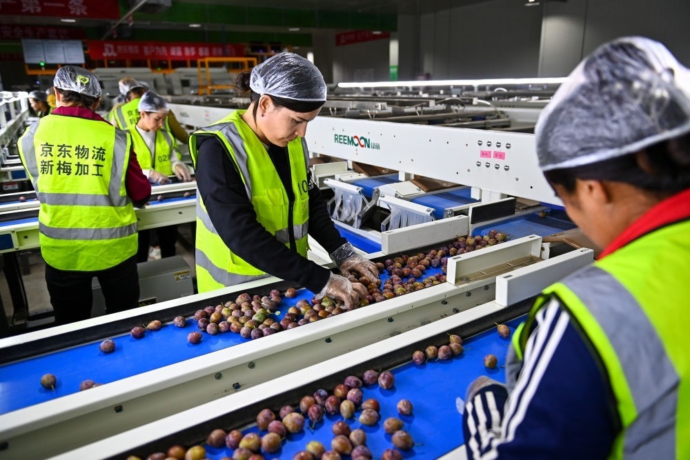 在新疆伽師縣粵伽新梅產(chǎn)業(yè)園內(nèi)的京東物流新疆智能供應(yīng)鏈中心，員工在智能分揀線檢查分選好的新梅（2023年8月30日攝）。新華社記者 丁磊 攝