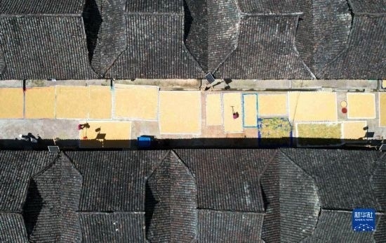 9月16日，在貴州省黔東南苗族侗族自治州從江縣加勉鄉(xiāng)污扣村，村民在晾曬稻谷（無(wú)人機(jī)照片）。