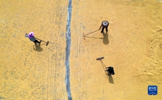 9月16日，湖南省郴州市桂陽(yáng)縣流峰鎮(zhèn)農(nóng)民在晾曬稻谷（無(wú)人機(jī)照片）。