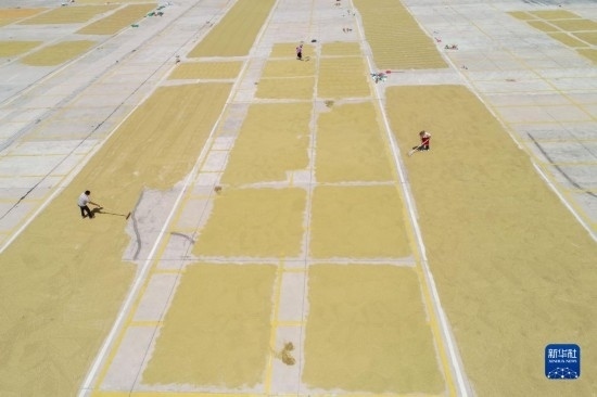 9月16日，村民在貴州省黔東南苗族侗族自治州丹寨縣金泉街道晾曬稻谷（無(wú)人機(jī)照片）。