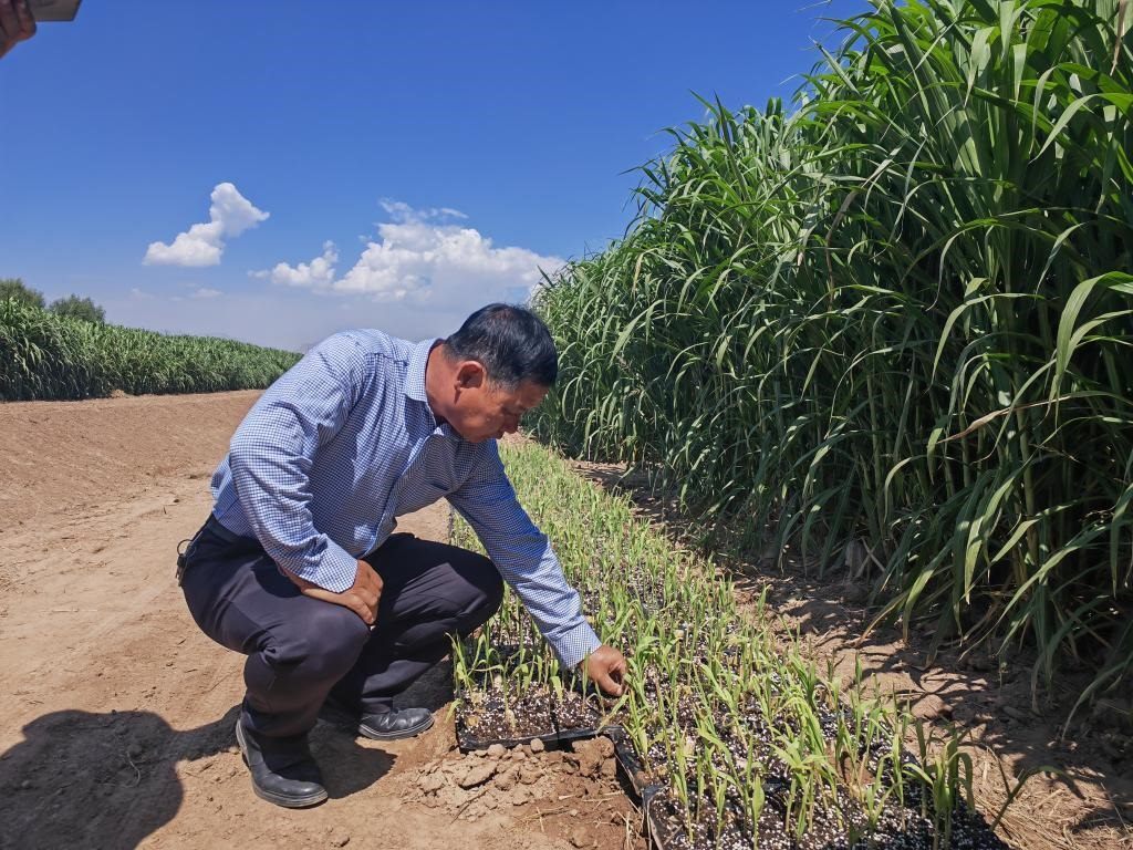 高級(jí)農(nóng)藝師周興德向記者介紹巨菌草幼苗（2023年9月1日攝）。新華社記者馬麗娟 攝