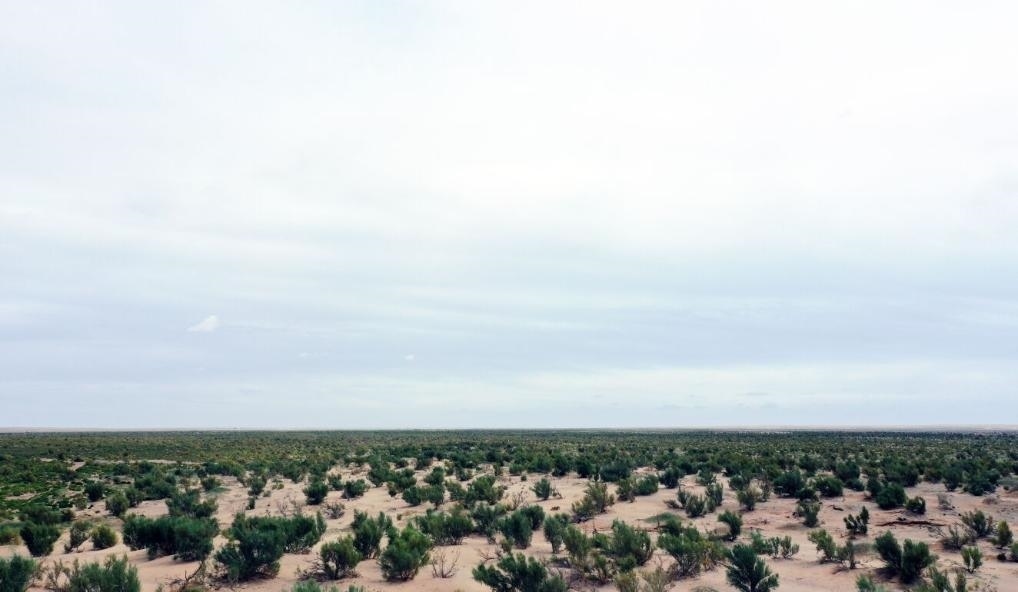 經(jīng)過(guò)封禁保護(hù)和人工種植梭梭后恢復(fù)綠色的草場(chǎng)（2023年9月12日攝）。新華社記者李云平 攝