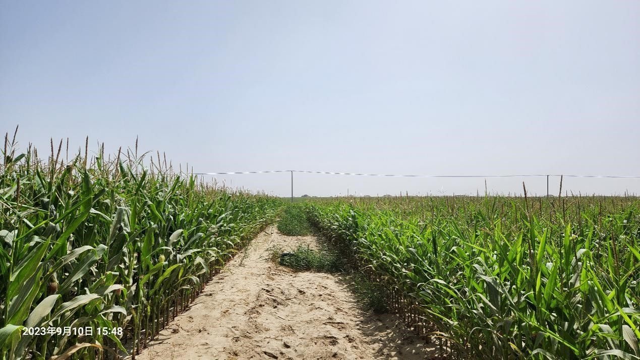 玉米改良40天后對(duì)比（左邊為改良組，右邊為對(duì)照組）。胡樹文團(tuán)隊(duì)供圖