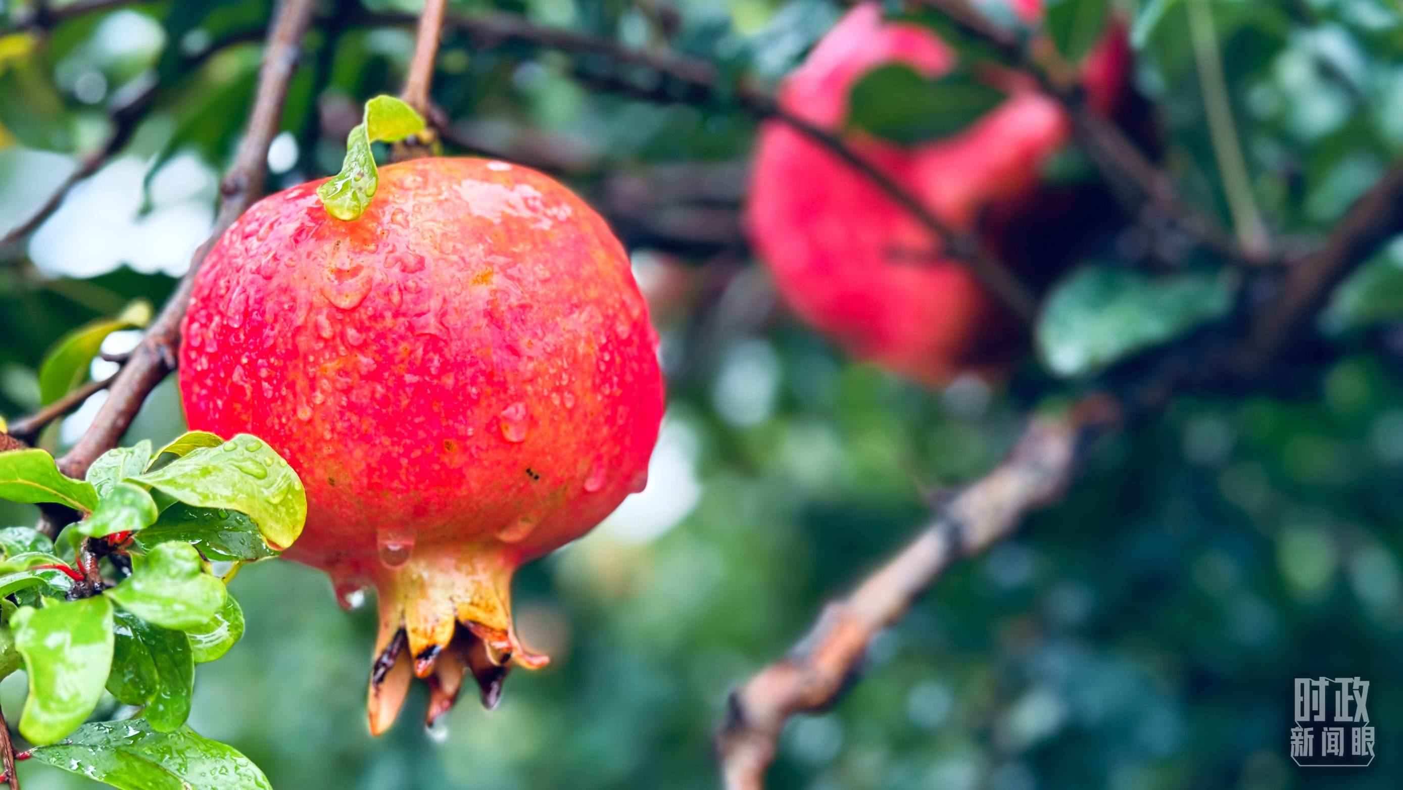 △一場秋雨過后，石榴更顯晶瑩。（總臺(tái)央視記者李輝、范一鳴拍攝）
