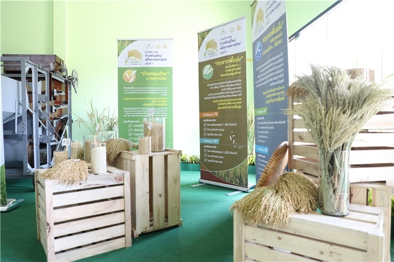 圖為泰國農(nóng)業(yè)與合作社部培育的優(yōu)質(zhì)稻種。泰國商務(wù)部供圖