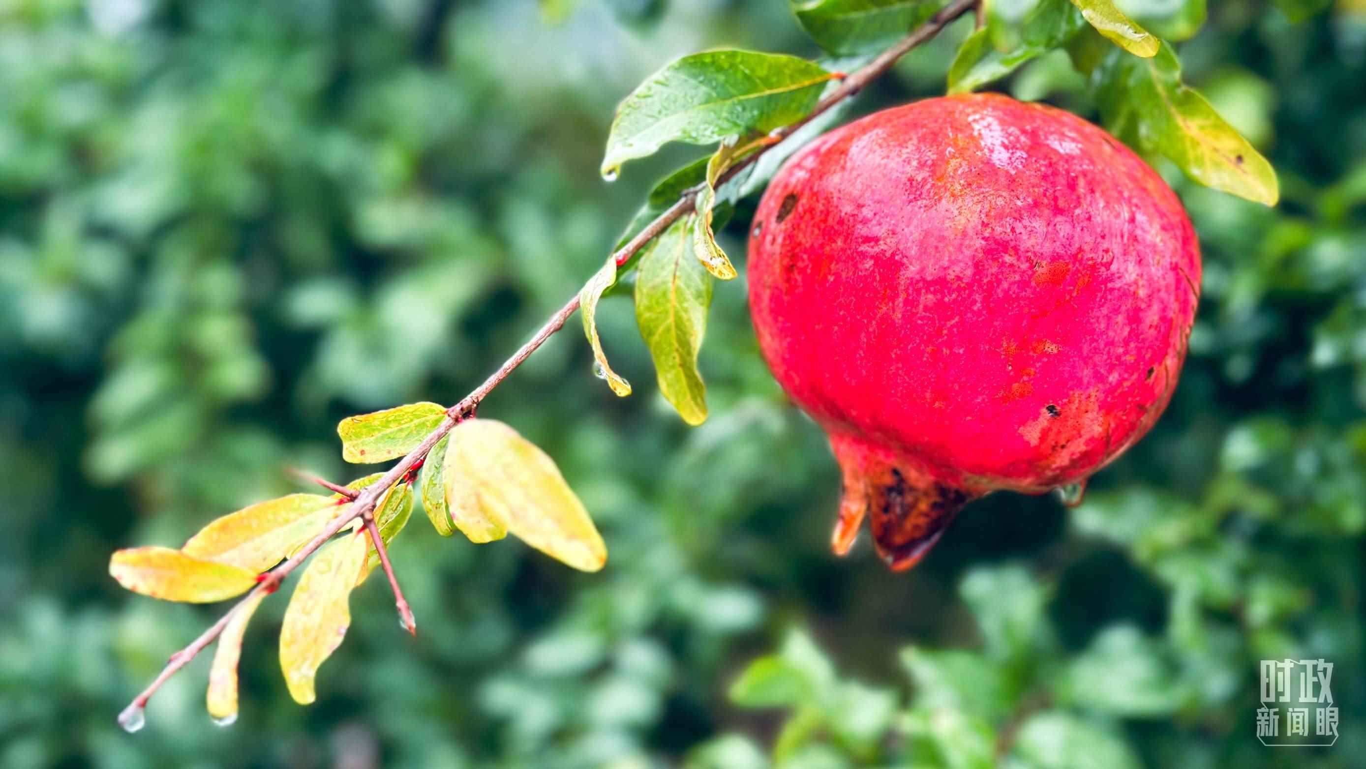 △山東省棗莊市冠世榴園，石榴紅了。（總臺(tái)央視記者范一鳴拍攝）
