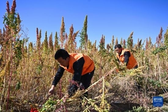 9月28日，農(nóng)民參加內(nèi)蒙古武川縣首屆藜麥開鐮節(jié)割藜麥比賽。