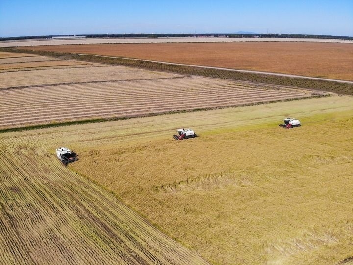 這是在位于黑龍江雙鴨山市友誼縣的北大荒農(nóng)業(yè)股份有限公司友誼分公司一地塊拍攝的水稻收獲現(xiàn)場(chǎng)（2023年9月21日攝，無人機(jī)照片）。新華社記者 王松 攝
