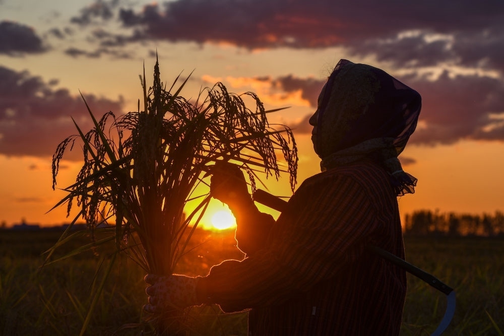 農(nóng)民在吉林省吉林市永吉縣萬昌鎮(zhèn)花家村收割水稻（2023年9月12日攝）。新華社記者 張楠 攝