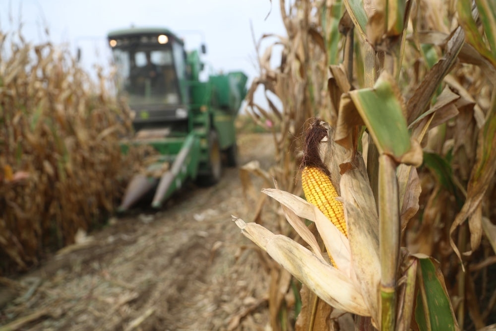 在遼寧省鐵嶺縣蔡牛鎮(zhèn)玉米田里，農(nóng)民駕駛農(nóng)機(jī)收割玉米（2023年9月26日攝）。新華社記者 楊青 攝