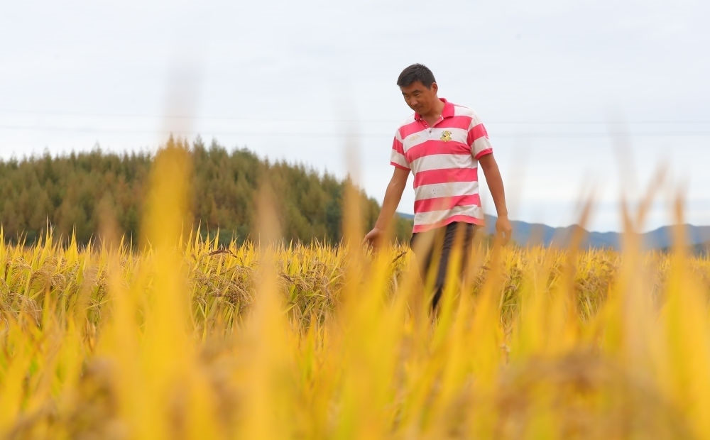 在遼寧省撫順市新賓滿族自治縣新賓鎮(zhèn)的水稻田里，農(nóng)民丁輝查看水稻成熟情況（2023年9月25日攝）。新華社記者 楊青 攝