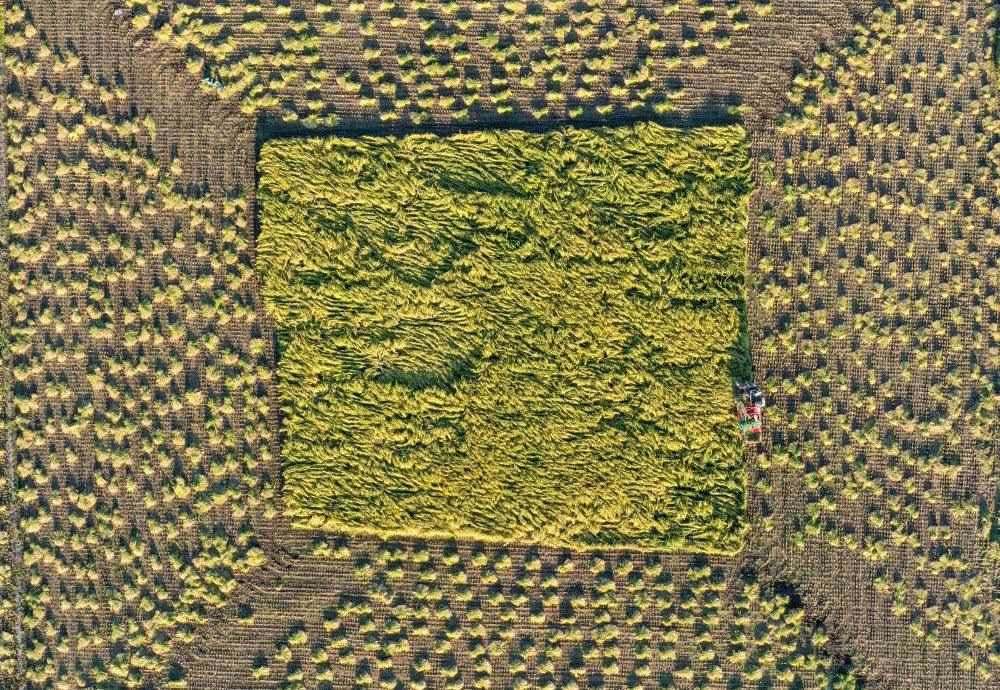 在吉林省舒蘭市平安鎮(zhèn)金星村，農(nóng)民駕駛農(nóng)機(jī)收割水稻（2023年9月21日攝，無人機(jī)照片）。新華社記者 張楠 攝